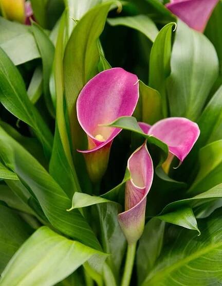 Decorum | Calla Zantedeschia catalogus 2024 | Vreugdenhil Bulbs & Plants by Vreugdenhil Bulbs & Plants - Issuu