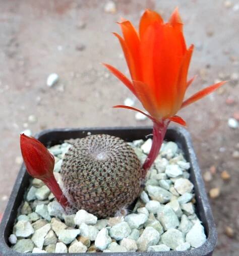aylostera heliosa — Cactus-shop