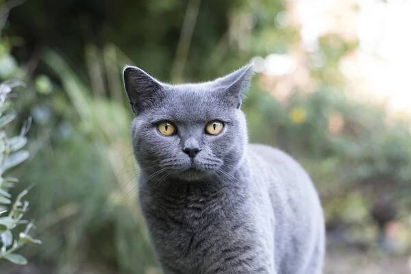 Watch our Pet Advice Videos on CatDogFish.com