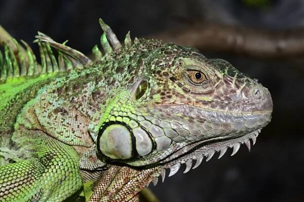 Leguán zelený | Zoo Olomouc - Svatý Kopeček