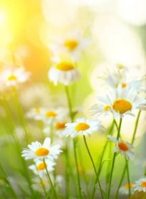 Okraj Chamomile. Nádherná přírodní scéna s kvetouním m — Stock fotografie
