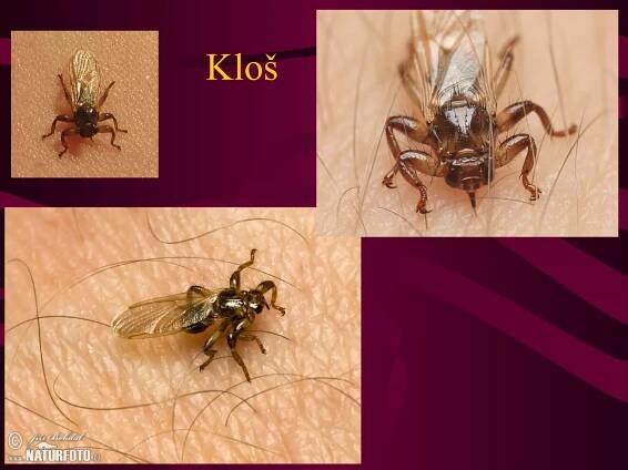 Kloš 
 