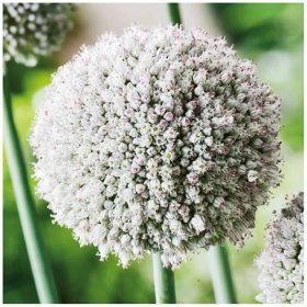 Okrasný česnek white Cloud – Allium – česneky – cibule – pěstování