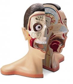 Model hlavy a krku - 5 částí