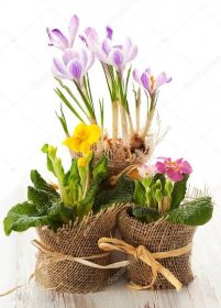 Stáhnout - Barevné jarní květiny v květináčích. — Stock obrázek