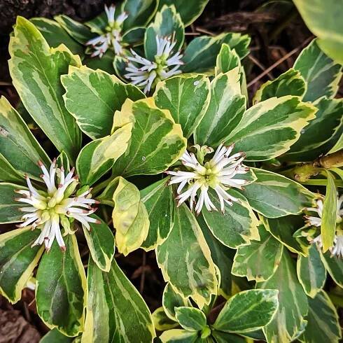 Silver Edge Pachysandra