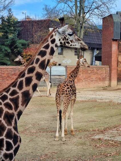 Základní škola Strakonice, Dukelská 166 | JEŠTĚD + LIBERECKÁ ZOO
