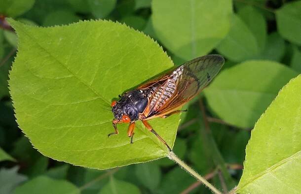 Brood V – Cicada Mania