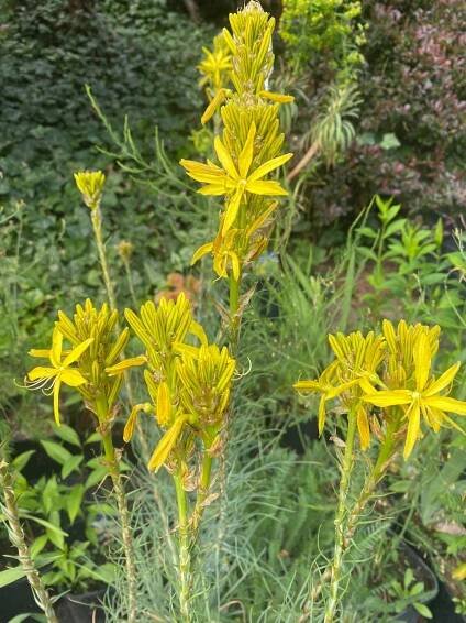 Asphodeline lutea - asfodelka
