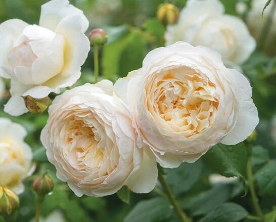 rosa inglesa claire austin