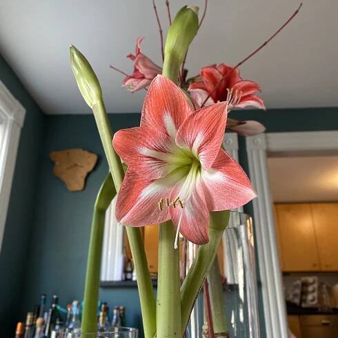 Bulb Care — 328North