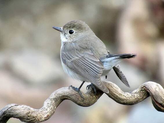 Female/immature male - ML54937791