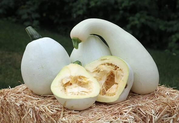 White Pumpkin Pie