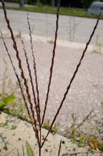 Digitaria sanguinalis