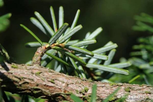 Jedlovec Mertensův (Tsuga mertensiana)