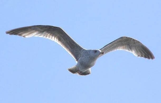 Racek žlutonohý (Larus fuscus; Linnaeus, 1758)