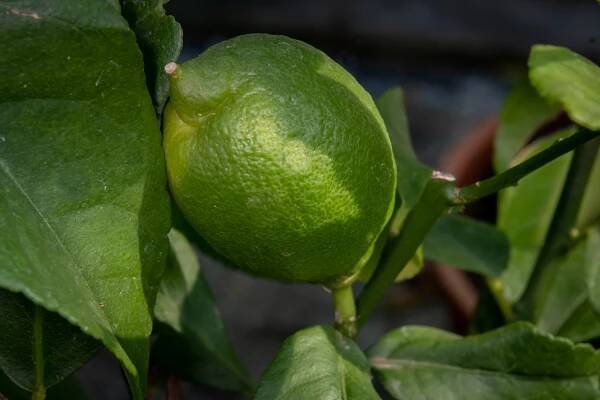 Citroník limonový (pravý)
