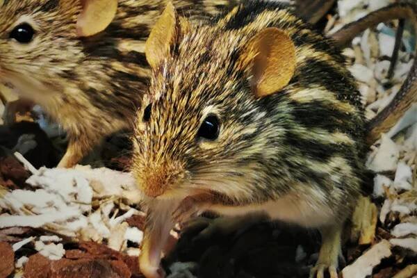 Fašnik u Divljem srcu grada | Zoo Zagreb