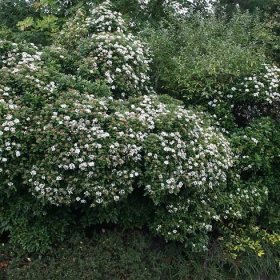 Buy laurustinus Viburnum tinus 'Eve Price': Delivery by Waitrose Garden 