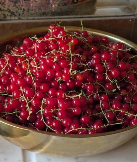 Rybíz červený (500g) - Statek na Opuce