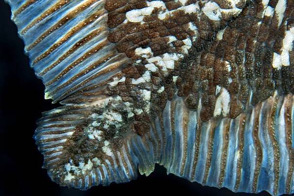 Coelacanths may live nearly a century, five times longer than researchers expected