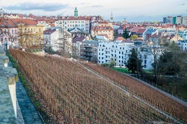 Havlíčkovy sady - vinice