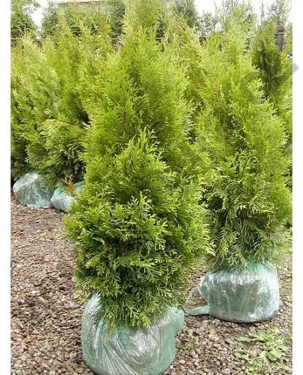 Thuja occidentalis Smaragd 100 - 120 CM - Ploty Ostrava