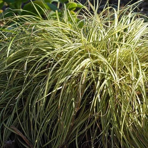 How to Plant and Grow Sedge