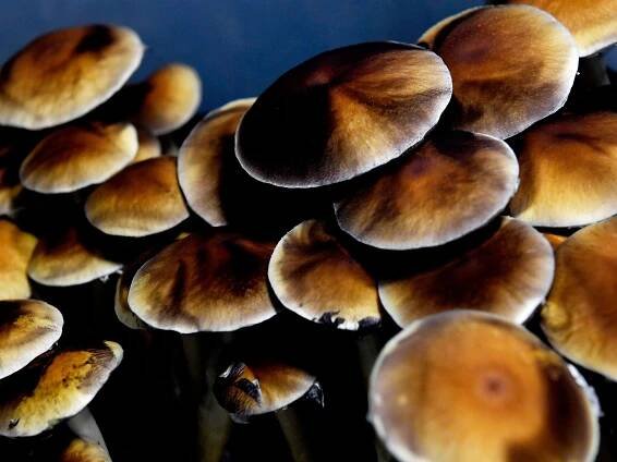 The Heady, Thorny Journey to Decriminalize Magic Mushrooms