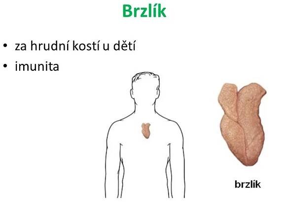 Hormonální soustava – Materiály pro žáky ZŠ