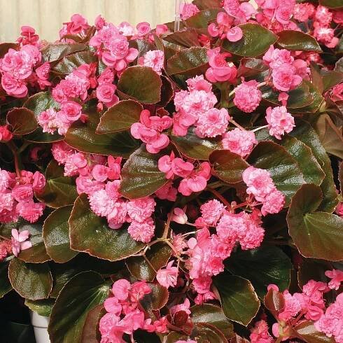 Begonia semperflorens Doublet® Rose