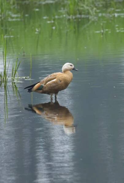ruddy shelduck vypadá roztomile, ruddy shelduck v rybníku, ruddy shelduck v mělkých vodách, samice, kachna v jezeře, rákosí v rybníku - husice rezavá - stock snímky, obrázky a fotky