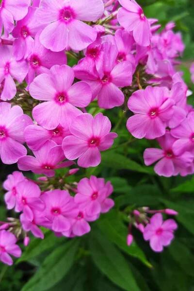 10 best summer flowers phlox amethyst