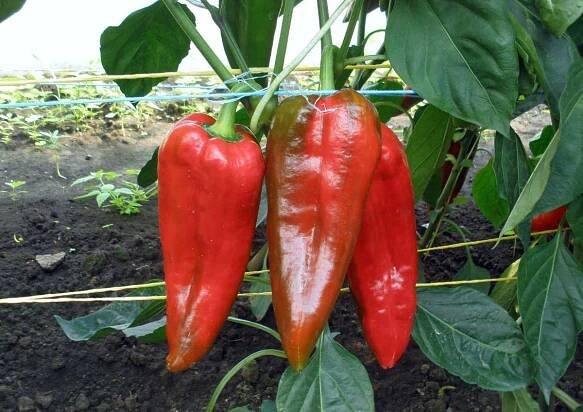 Paprika odrůdy Radmila