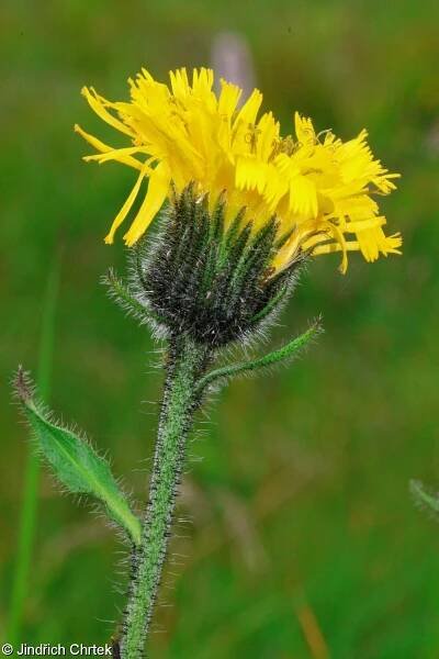 fotografie Hieracium pedunculare (jestřábník stopkatý)