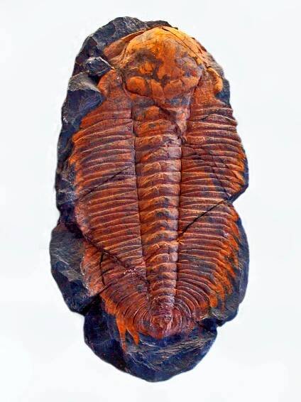 Hydrocephalus (trilobite)