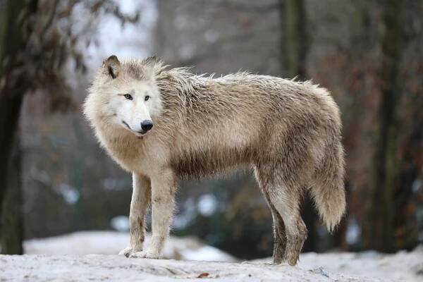 Brněnská zoo na Štědrý den ožila. Enormní zájem byl o krmení tygra sumaterského