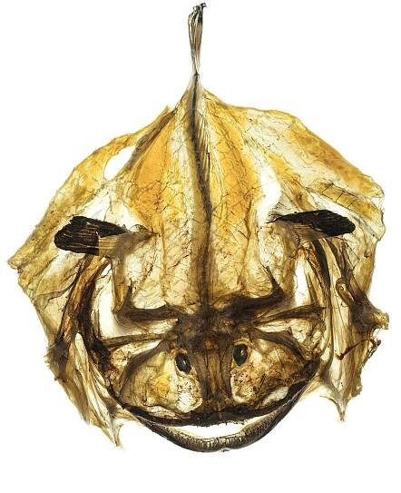 Michael Wolf, Dried Fish #4.jpg