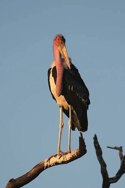 čáp marabou - marabu africký - stock snímky, obrázky a fotky