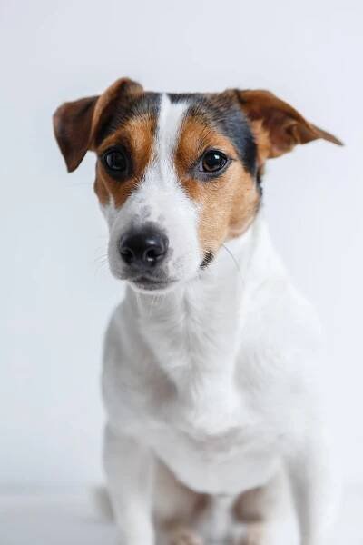 Plemena psů do městského bytu: Malý nezbeda Jack Russell teriér vás v klidu nenechá - Mazličkoviny