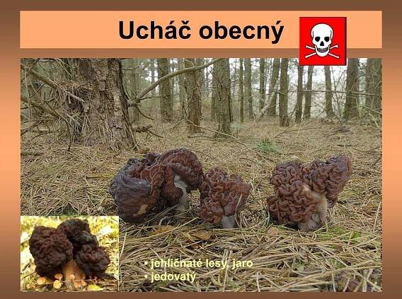 PPT - Říše: Houby Třída: Houby vřeckovýtrusné PowerPoint Presentation - ID:5196066