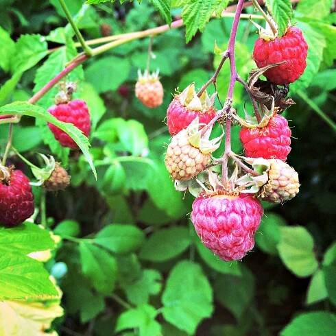 Raspberry on the vine in my yard.