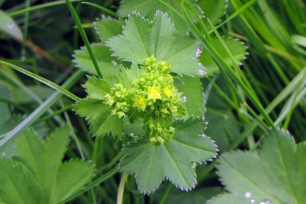 Kontryhel obecný (Alchemilla vulgaris)