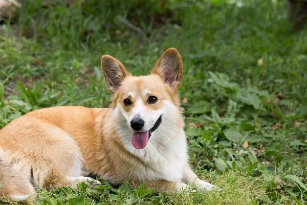 Královna Alžběta II. milovala psí plemeno corgi. Během svého života jich měla více než 30 - NeposlušnéTlapky