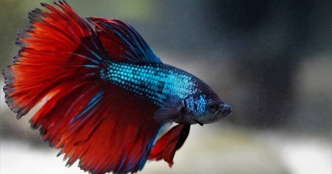 ▷20 nejoblíbenějších akvarijních ryb - TOP rybičky do akvária | Hobbio.cz
