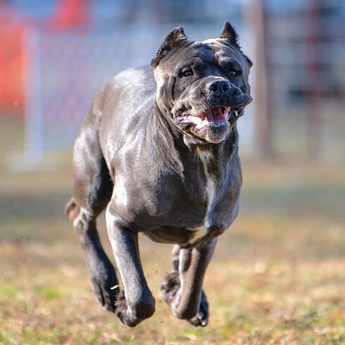 Solterra Cane Corso