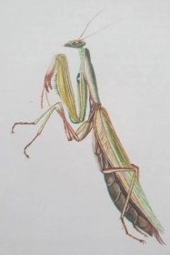 Kudlanka Nábožná – Modlivka Zelená Mantis religiosa (Linné, 1758) – D-FENS