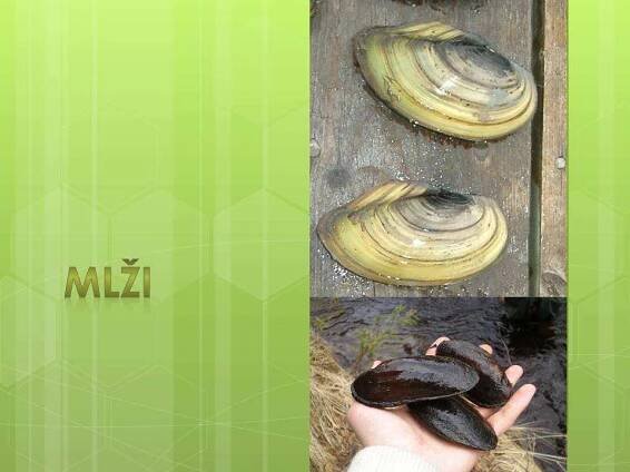 Měkkýši – Mlži – Materiály pro žáky ZŠ