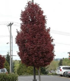 Acer platanoides crimson sentry