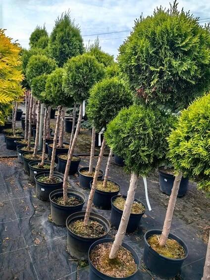Thuja ocidentalis Zerav západní tvarovaný SMARAGD s vícestříhanými kuličkami Latinský název thuja occidentalis 'smaragd'